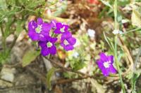 Legousia speculum-veneris