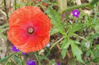 Papaver rhoeas