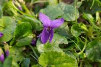 Viola odorata