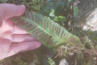 Asplenium scolopendrium