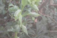 Helleborus foetidus