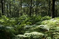 Pteridium aquilinum