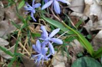 Scilla bifolia
