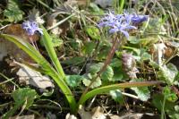 Scilla bifolia