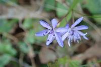 Scilla bifolia