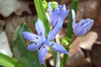 Scilla bifolia