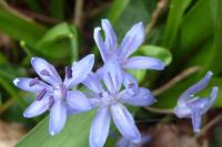 Scilla bifolia
