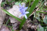 Scilla bifolia