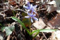 Scilla bifolia