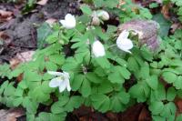Isopyrum thalictroides