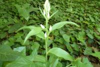 Cephalanthera damasonium