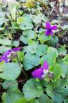 Viola odorata