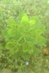 Euphorbia helioscopia