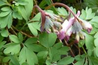 Corydalis solida