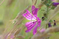 Malva sylvestris