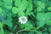 Trifolium repens