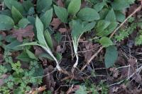 Symphytum tuberosum