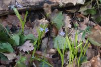 Scilla bifolia