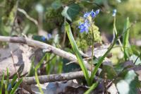 Scilla bifolia