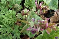 Corydalis solida
