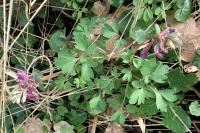 Corydalis solida