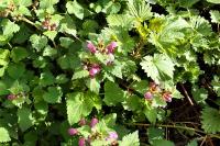 Lamium maculatum