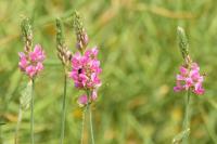 Onobrychis viciifolia