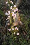 Cardamine pratensis