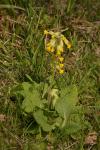 Primula veris