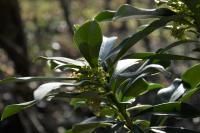 Daphne laureola