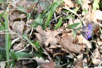 Pulmonaria longifolia