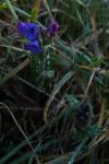 Pulmonaria longifolia