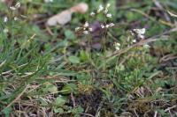 Draba verna
