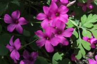 Oxalis articulata