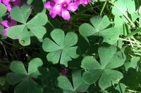 Oxalis articulata