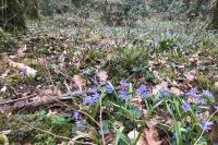 Scilla bifolia