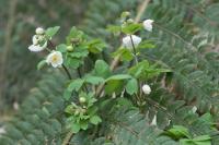 Isopyrum thalictroides