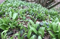Allium ursinum