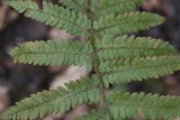 Polystichum setiferum