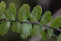 Asplenium trichomanes