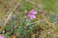 Erodium cicutarium