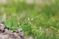 Draba verna