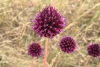 Allium sphaerocephalon