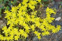 Sedum acre