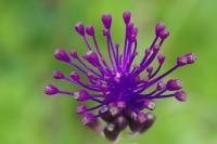 Muscari comosum