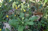 Primula veris