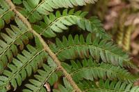 Polystichum setiferum