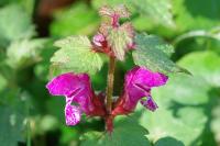 Lamium maculatum