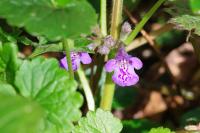 Glechoma hederacea