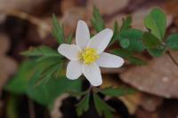 Anemone nemorosa